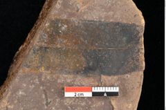 Foto (Detailsansicht) von Quercus palaeoilex Ettingshausen (NHMW-GEO-2024-0188-0772)